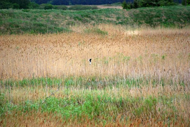 Shrap-Drakers.pl | Shrap Drakers Fishing | Wędkarstwo 