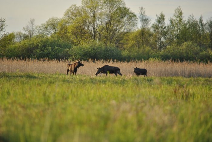 Shrap-Drakers.pl | Shrap Drakers Fishing | Wędkarstwo 