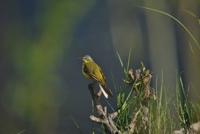 Shrap-Drakers.pl | Shrap Drakers Fishing | Wędkarstwo 