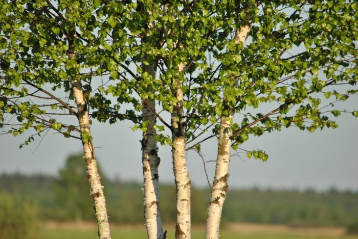 Shrap-Drakers.pl | Shrap Drakers Fishing | Wędkarstwo 