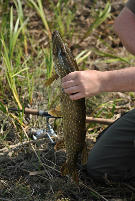 Shrap-Drakers.pl | Shrap Drakers Fishing | Wędkarstwo 