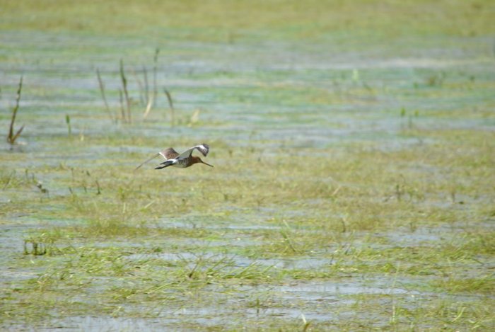 Shrap-Drakers.pl | Shrap Drakers Fishing | Wędkarstwo 