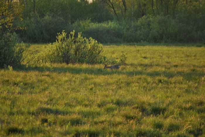 Shrap-Drakers.pl | Shrap Drakers Fishing | Wędkarstwo 
