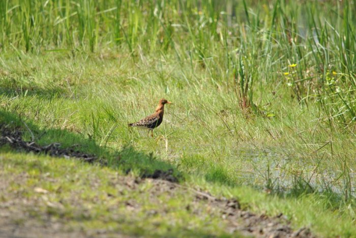 Shrap-Drakers.pl | Shrap Drakers Fishing | Wędkarstwo 