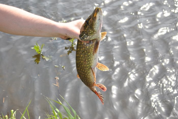 Shrap-Drakers.pl | Shrap Drakers Fishing | Wędkarstwo 