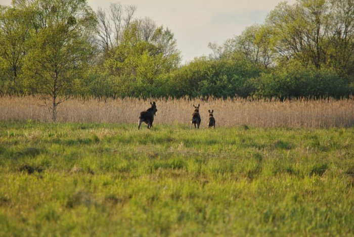 Shrap-Drakers.pl | Shrap Drakers Fishing | Wędkarstwo 