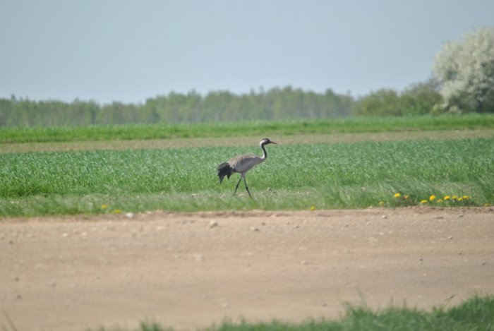 Shrap-Drakers.pl | Shrap Drakers Fishing | Wędkarstwo 