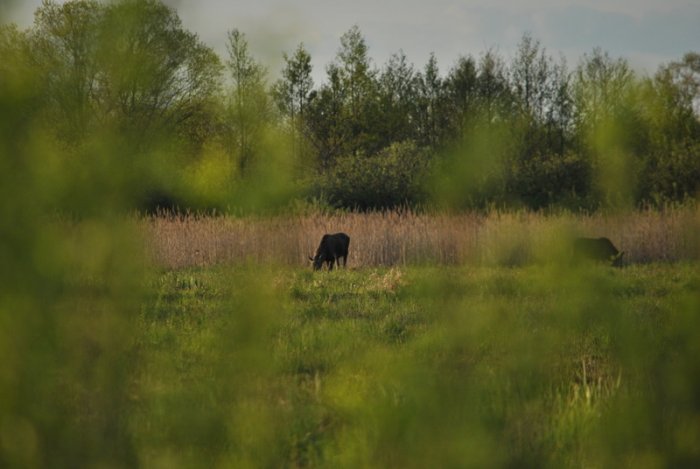 Shrap-Drakers.pl | Shrap Drakers Fishing | Wędkarstwo 