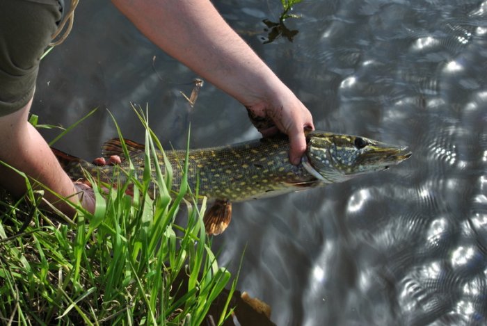 Shrap-Drakers.pl | Shrap Drakers Fishing | Wędkarstwo 