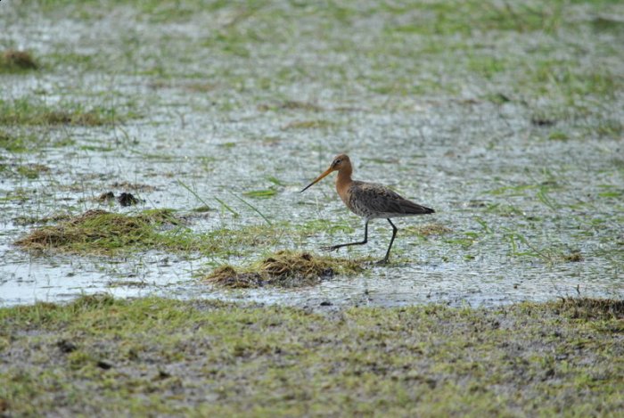 Shrap-Drakers.pl | Shrap Drakers Fishing | Wędkarstwo 
