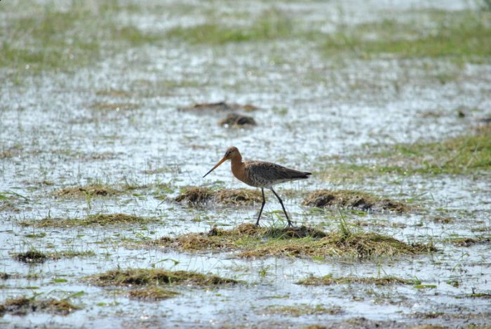 Shrap-Drakers.pl | Shrap Drakers Fishing | Wędkarstwo 