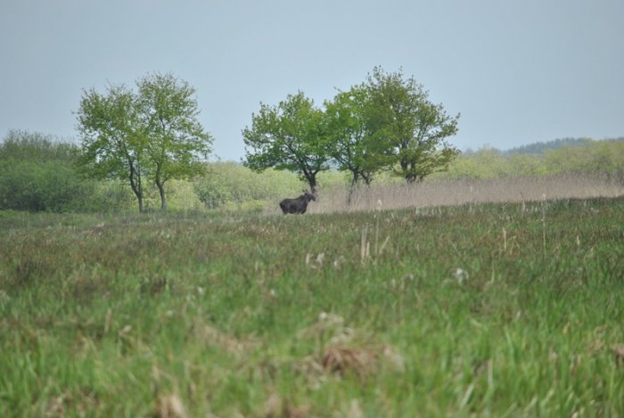 Shrap-Drakers.pl | Shrap Drakers Fishing | Wędkarstwo 