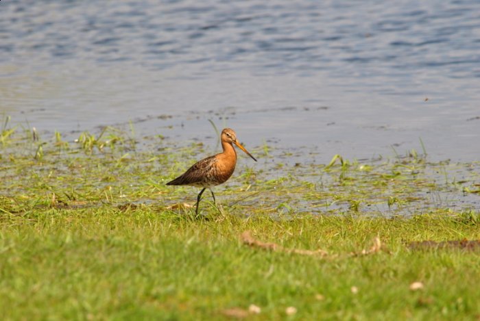 Shrap-Drakers.pl | Shrap Drakers Fishing | Wędkarstwo 