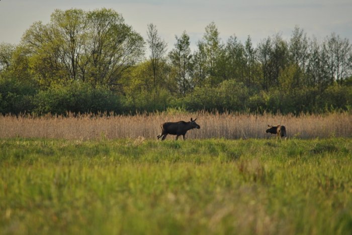 Shrap-Drakers.pl | Shrap Drakers Fishing | Wędkarstwo 