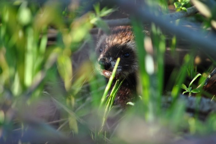 Shrap-Drakers.pl | Shrap Drakers Fishing | Wędkarstwo 