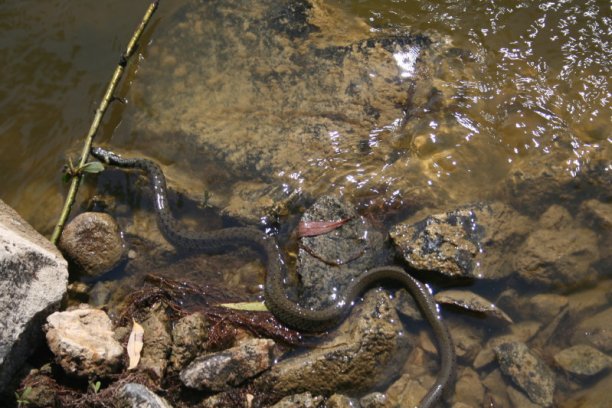 Shrap-Drakers.pl | Shrap Drakers Fishing | Wędkarstwo 