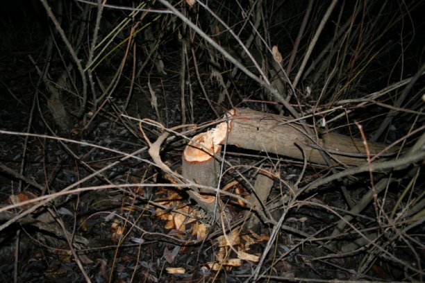 Shrap-Drakers.pl | Shrap Drakers Fishing | Wędkarstwo 