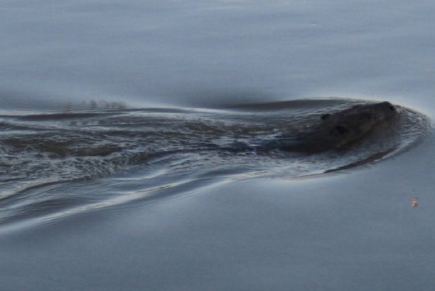 Shrap-Drakers.pl | Shrap Drakers Fishing | Wędkarstwo 