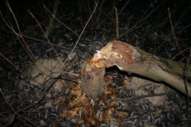 Shrap-Drakers.pl | Shrap Drakers Fishing | Wędkarstwo 