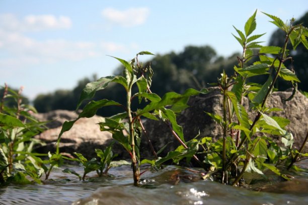 Shrap-Drakers.pl | Shrap Drakers Fishing | Wędkarstwo 