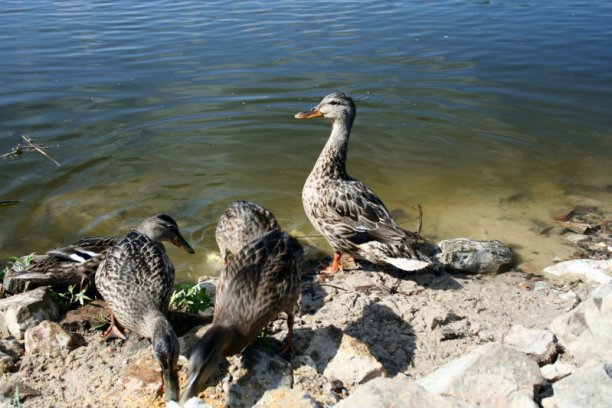 Shrap-Drakers.pl | Shrap Drakers Fishing | Wędkarstwo 