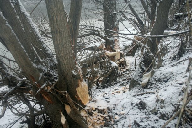 Shrap-Drakers.pl | Shrap Drakers Fishing | Wędkarstwo 