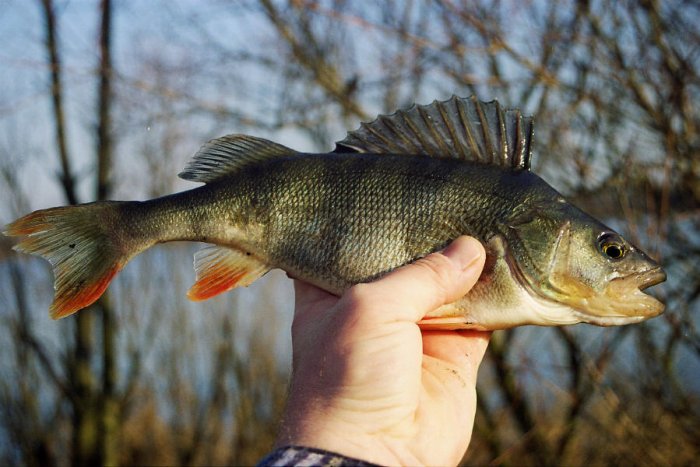 Shrap-Drakers.pl | Shrap Drakers Fishing | Wędkarstwo 