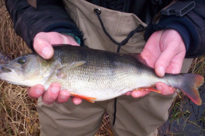 Shrap-Drakers.pl | Shrap Drakers Fishing | Wędkarstwo 