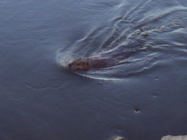 Shrap-Drakers.pl | Shrap Drakers Fishing | Wędkarstwo 