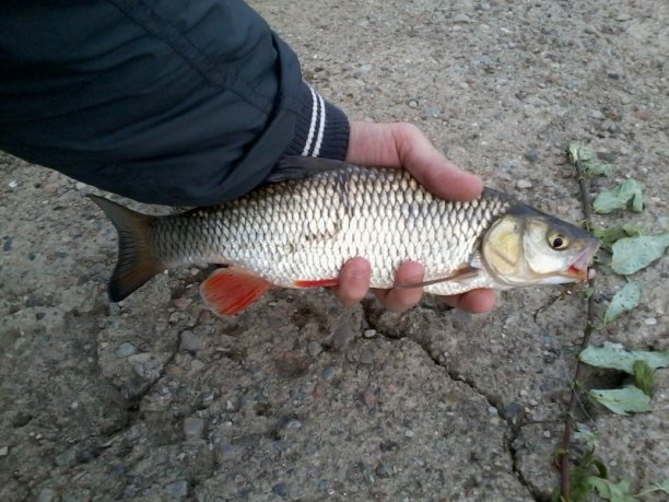 Shrap-Drakers.pl | Shrap Drakers Fishing | Wędkarstwo 