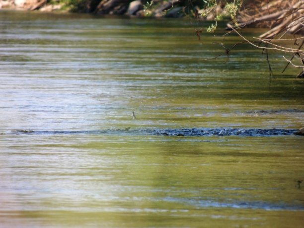 Shrap-Drakers.pl | Shrap Drakers Fishing | Wędkarstwo 