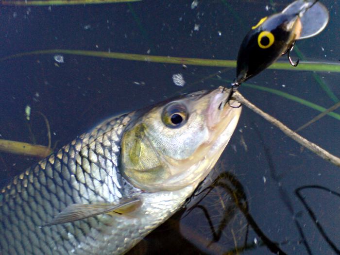 Shrap-Drakers.pl | Shrap Drakers Fishing | Wędkarstwo 