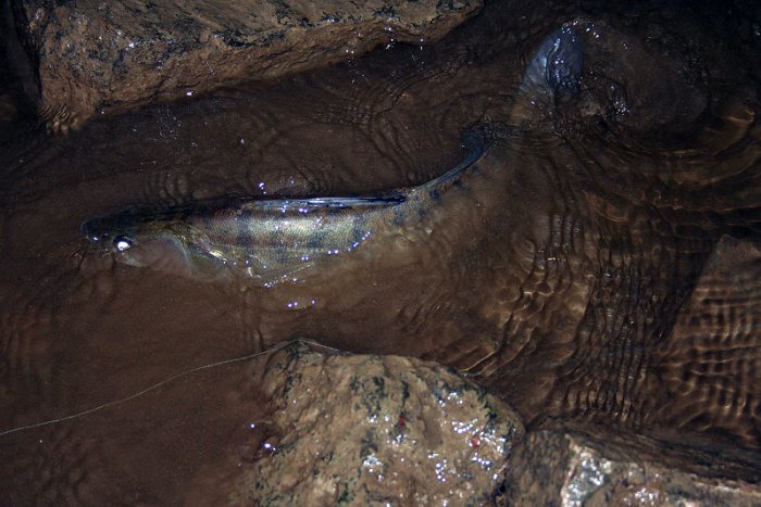 Shrap-Drakers.pl | Shrap Drakers Fishing | Wędkarstwo 