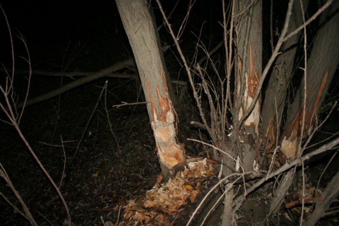 Shrap-Drakers.pl | Shrap Drakers Fishing | Wędkarstwo 