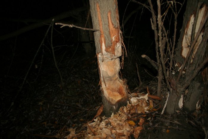 Shrap-Drakers.pl | Shrap Drakers Fishing | Wędkarstwo 