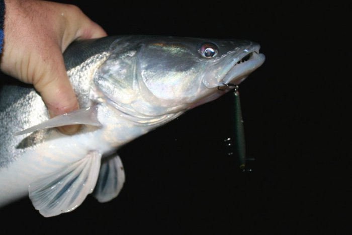 Shrap-Drakers.pl | Shrap Drakers Fishing | Wędkarstwo 