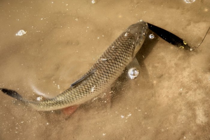 Shrap-Drakers.pl | Shrap Drakers Fishing | Wędkarstwo 