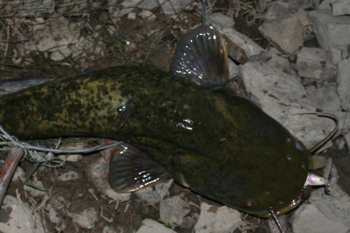 Shrap-Drakers.pl | Shrap Drakers Fishing | Wędkarstwo 