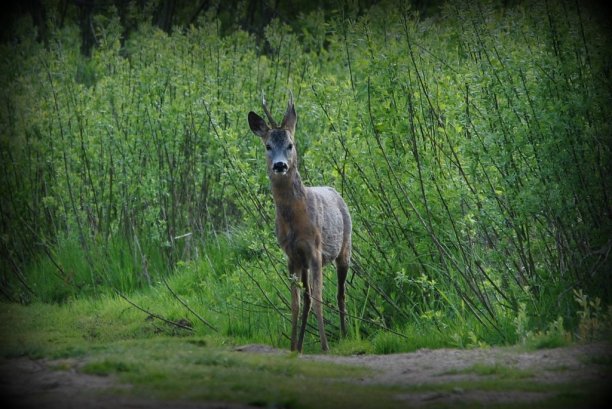 Shrap-Drakers.pl | Shrap Drakers Fishing | Wędkarstwo 
