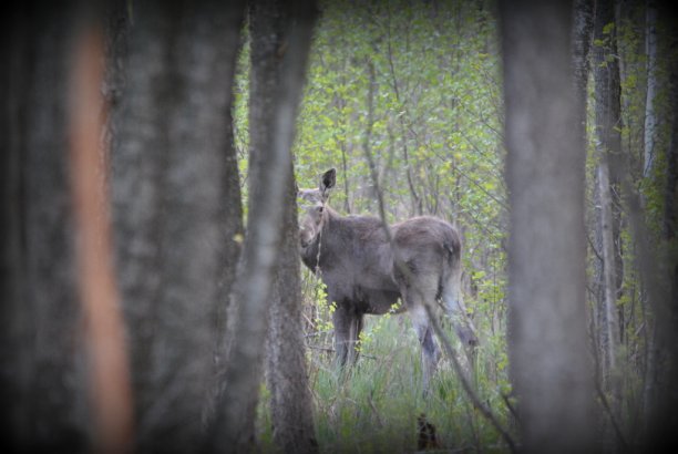 Shrap-Drakers.pl | Shrap Drakers Fishing | Wędkarstwo 