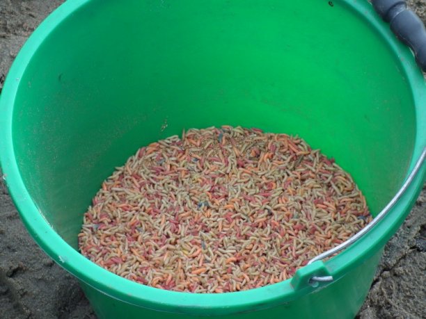 Shrap-Drakers.pl | Shrap Drakers Fishing | Wędkarstwo 