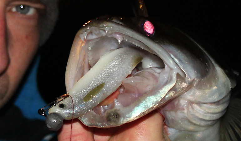 Shrap-Drakers.pl | Shrap Drakers Fishing | Wędkarstwo 