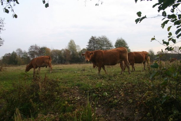 Shrap-Drakers.pl | Shrap Drakers Fishing | Wędkarstwo 