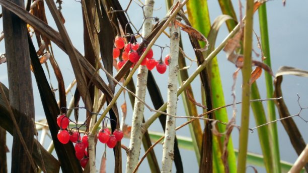 Shrap-Drakers.pl | Shrap Drakers Fishing | Wędkarstwo 