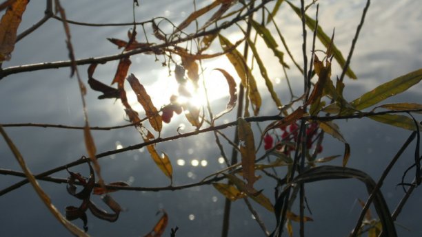 Shrap-Drakers.pl | Shrap Drakers Fishing | Wędkarstwo 