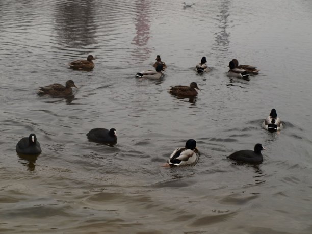 Shrap-Drakers.pl | Shrap Drakers Fishing | Wędkarstwo 