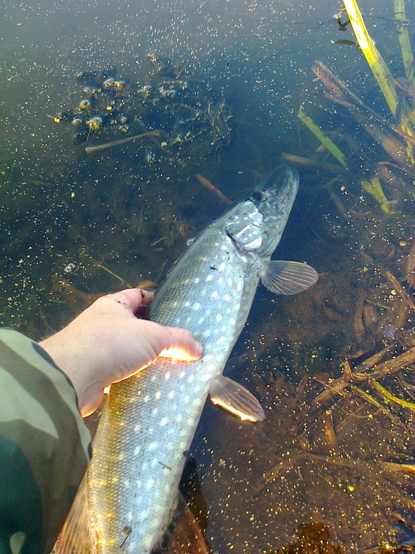 Shrap-Drakers.pl | Shrap Drakers Fishing | Wędkarstwo 