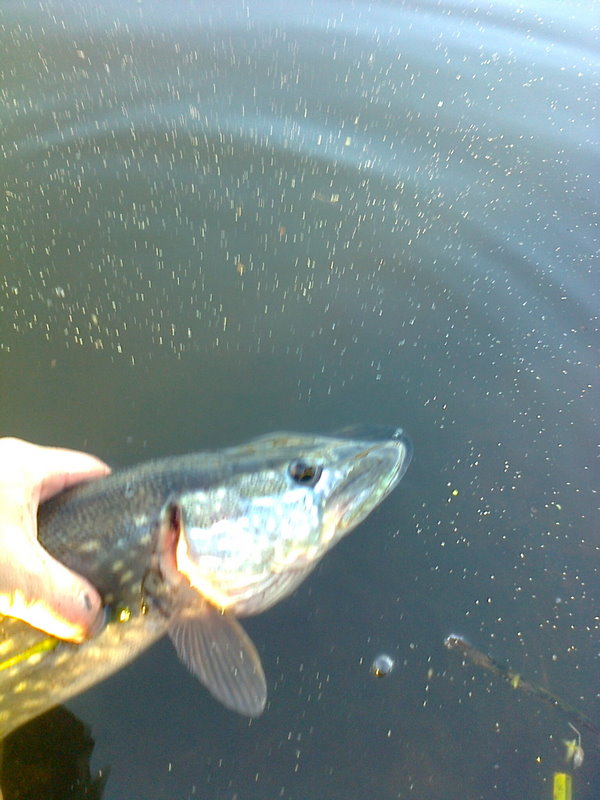 Shrap-Drakers.pl | Shrap Drakers Fishing | Wędkarstwo 