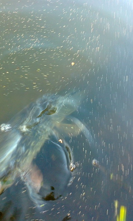 Shrap-Drakers.pl | Shrap Drakers Fishing | Wędkarstwo 