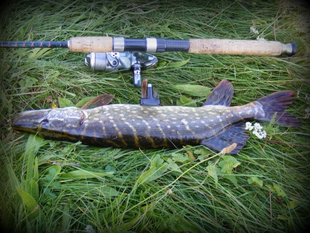 Shrap-Drakers.pl | Shrap Drakers Fishing | Wędkarstwo 